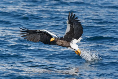 Steller's Sea Eagle Catches A Fish - Bird Photography Prints