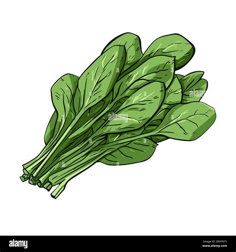 Spinach. Spinach hand-drawn illustration. Vector doodle style cartoon illustration Stock Vector ...