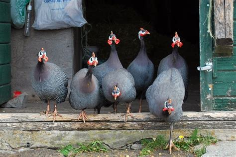 Guinea fowl, anyone? - Small Farm Canada