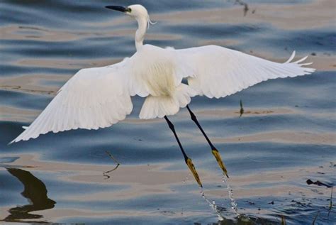 Visit Kolleru Lake For A Bird Watching Paradise | Curly Tales