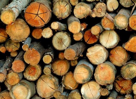 Free photo: Wood, Trunks, Firewood, Tree, Trunk - Free Image on Pixabay - 415292