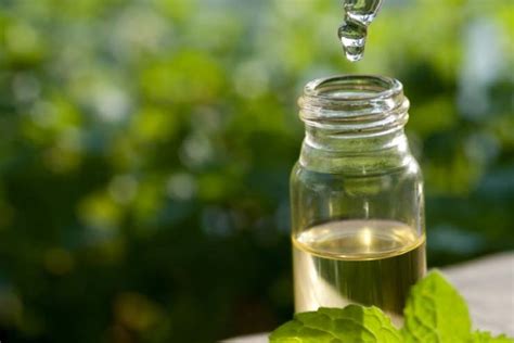 Importance of Tea Tree Oil for Dandruff Treatment