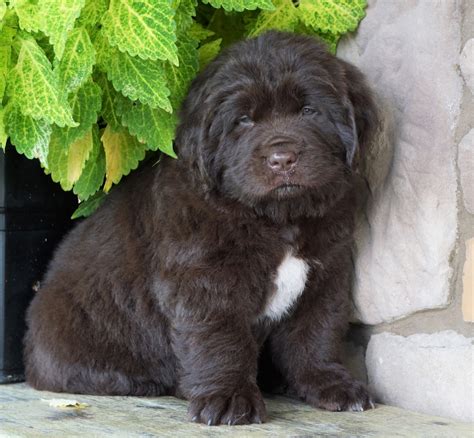 AKC Registered Newfoundland Puppy For Sale Fresno Ohio Female Roxy – AC ...