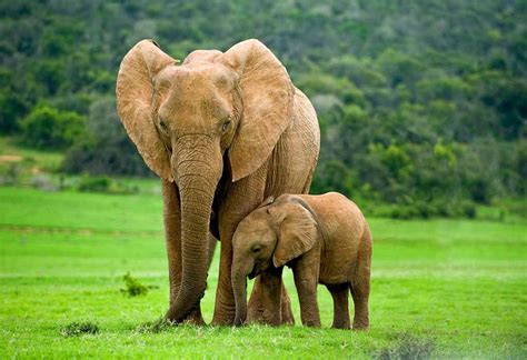 Interesting Facts & Information About Elephant for Kids