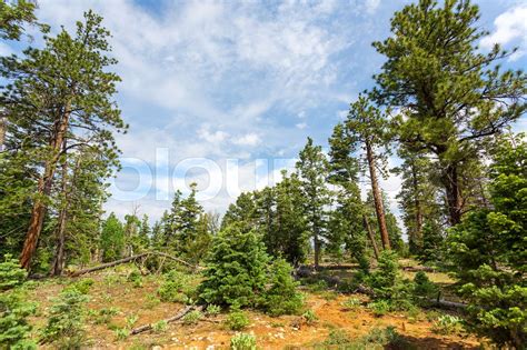 Pine tree forest with dry soil at Bryce Canyon | Stock image | Colourbox