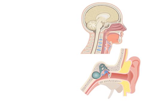 Eustachian Tube Anatomy - Anatomical Charts & Posters