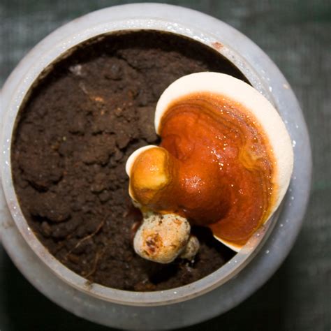 How to Grow Mushrooms in a Jar: A Comprehensive Guide - Crafting Her Blooms