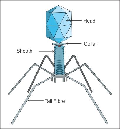 Draw a labelled diagram of a bacteriophage. - stk5y1ss