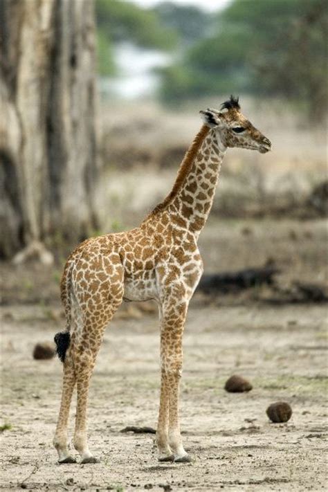 Giraffe Calf - Animal Facts and Information