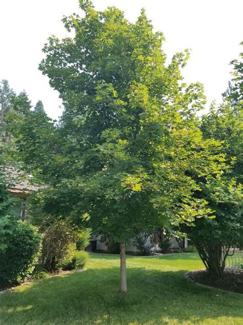 pruning - Can a Maple tree be pruned to grow tall and narrow ...