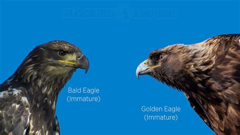 Bald Eagle or Golden Eagle - A Guide to Eagle Identification