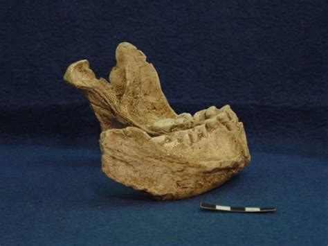 Paranthropus robustus - SK 12