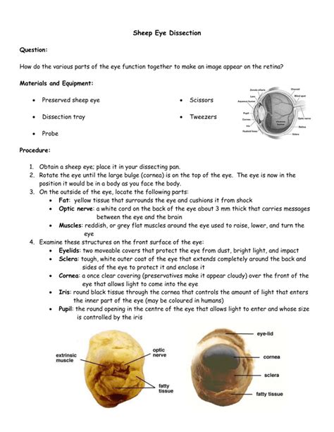 Sheep Eye Dissection