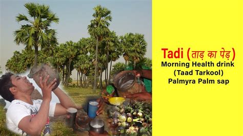 Tadi Drink ताड़ का पेड़ | Taad ka ped se Tadi nikalte hue | Tadi ...