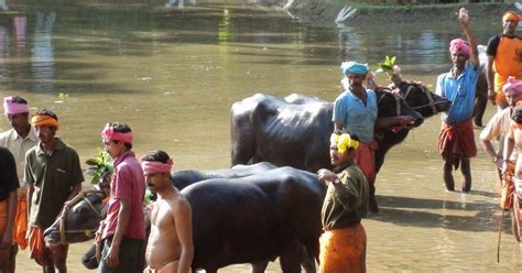 TuLu Research & Studies: 276. Kambala: Kambula