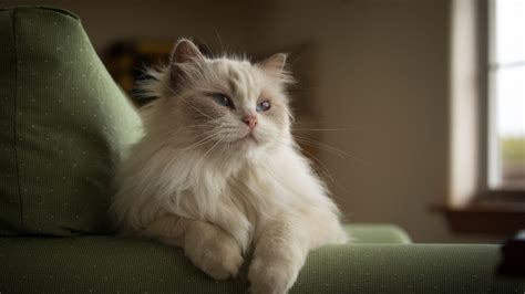 White Ragamuffin cat lying on chair