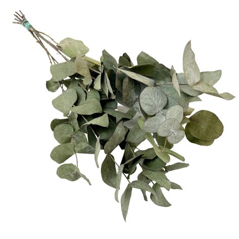 Dried Eucalyptus Cinerea – Mari's Gardens