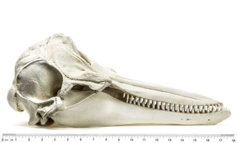 Bottlenose Dolphin Skull Replica