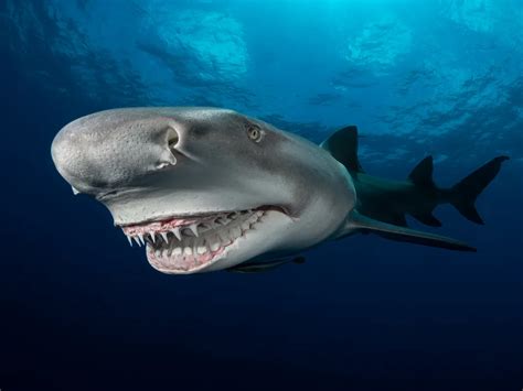 Snooty the lemon shark | Smithsonian Photo Contest | Smithsonian Magazine