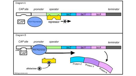 Gene Regulation in Prokaryotes – Lac Operon