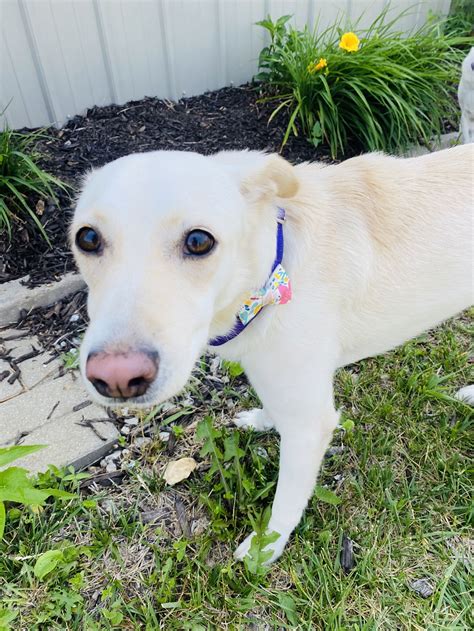 Dog for Adoption - Blanquita, a Labrador Retriever in Wahoo, NE | Alpha Paw