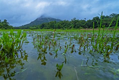 A Secret Forest: The Hidden Lives of Agumbe | RoundGlass | Sustain