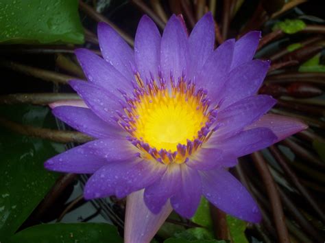 File:Purple Flower - 2006.JPG - Wikipedia