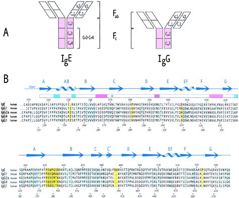 Structure of the Human IgE-Fc Cε3-Cε4 Reveals Conformational Flexibility in the Antibody ...