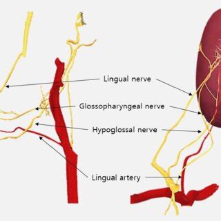 Schema of the glossal neurovascular anatomy. | Download Scientific Diagram