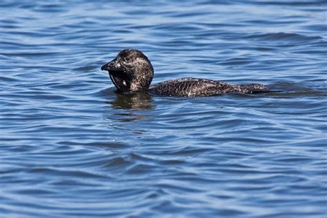 BirdLife Melbourne - Musk Duck