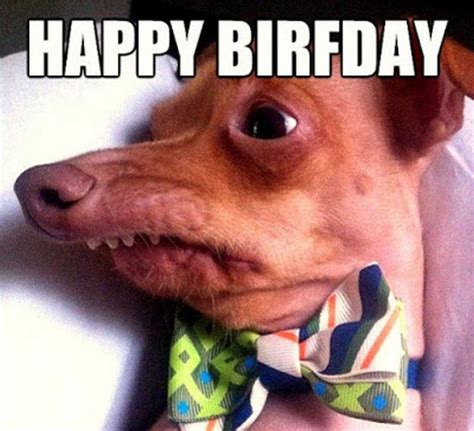 101 Funny Happy Birthday Dog Memes for Paw Lovers Everywhere