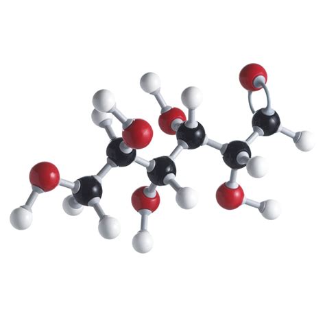 Which Paths Produce the Most ATP per Glucose Molecule