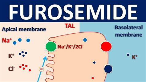 Furosemide - Mechanism, side effects, interactions and indications - YouTube