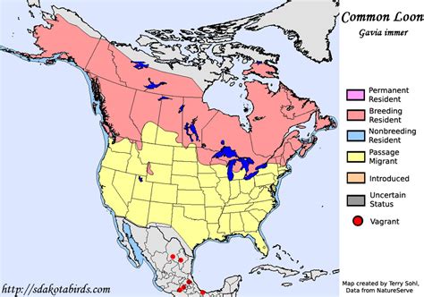 Common Loon - Species Range Map