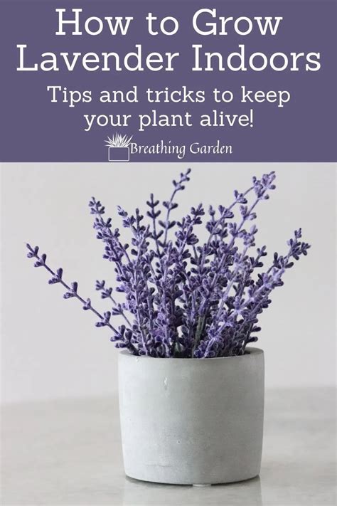 Discover how to grow an indoor lavender plant and keep it thriving ...