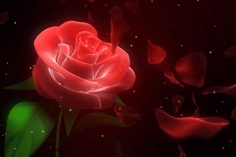 Red Rose Gif Animation | Rosé gif, Red rose pictures, Red roses