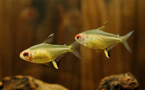 25 Lemon Tetra Tank Mates (With Pictures) - AquariumNexus