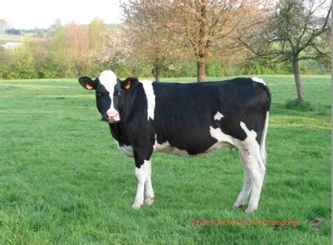 The paradise for this Prim Holstein cow of Normandie : green grass ...