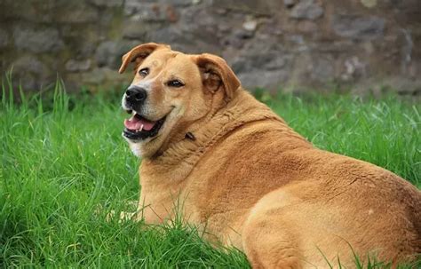 Obesity in dogs: Causes, Symptoms, Diagnosis, Treatment, Prevention