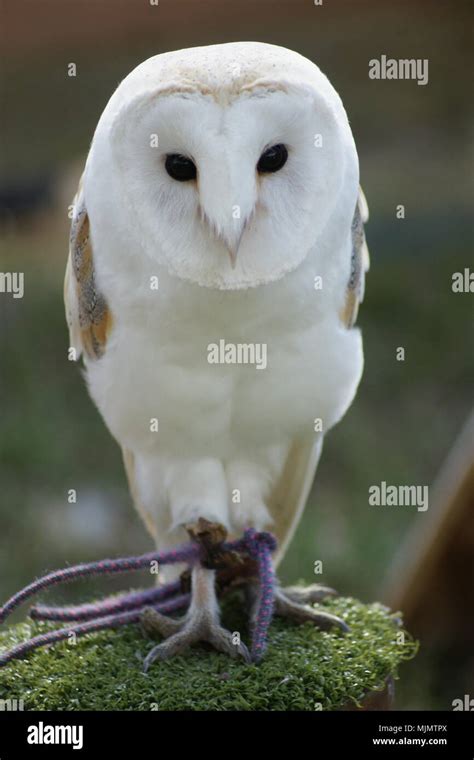 Oiseaux mangeant de la viande Banque de photographies et d’images à haute résolution - Alamy