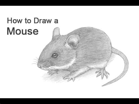 How To Draw A Realistic Mouse - Employeetheatre Jeffcoocctax