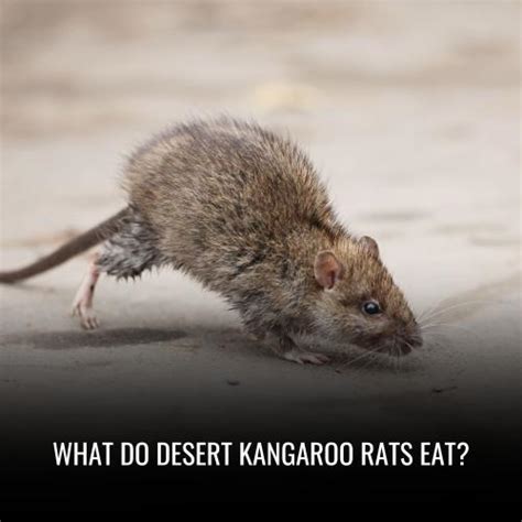 What Do Desert Kangaroo Rats Eat?