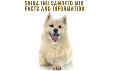 Shiba Inu Samoyed Mix Facts And Information - My First Shiba Inu