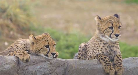 Adorable Cheetah Cubs Steal Hearts with Playful Antics