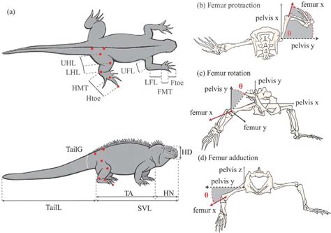 The Mystery of a Marine Monster: Morphological and Performance Modifications in the World’s only ...