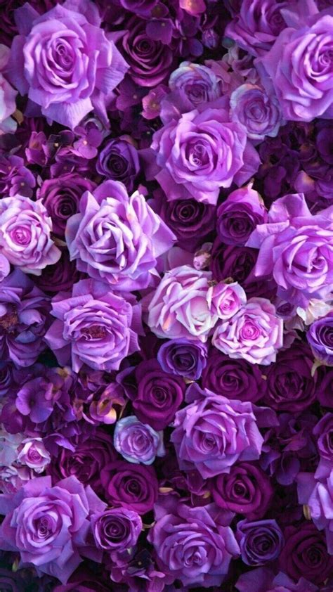 Aesthetic Purple Rose Wallpapers - Top Free Aesthetic Purple Rose Backgrounds - WallpaperAccess