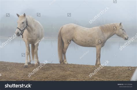 White Horse Camargue Horse White Stock Photo 1031235946 | Shutterstock