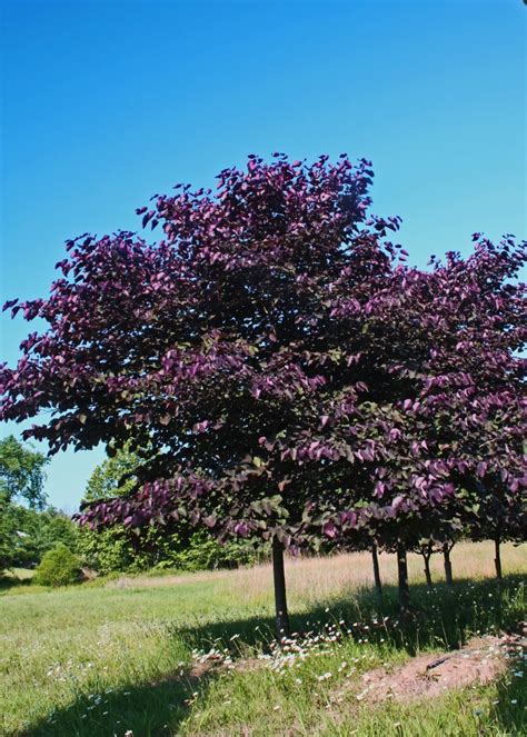 Trees We Love - Redbud | Shade Tree Farm