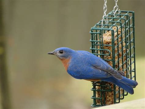 8 Common Questions About Suet for Birds - Birds and Blooms