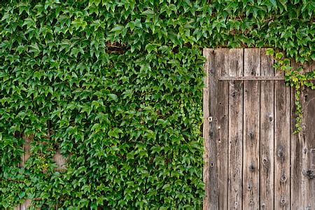 Royalty-Free photo: Brown wooden door with chains | PickPik